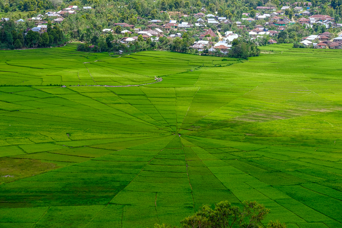 cancar spider rice fields Flores