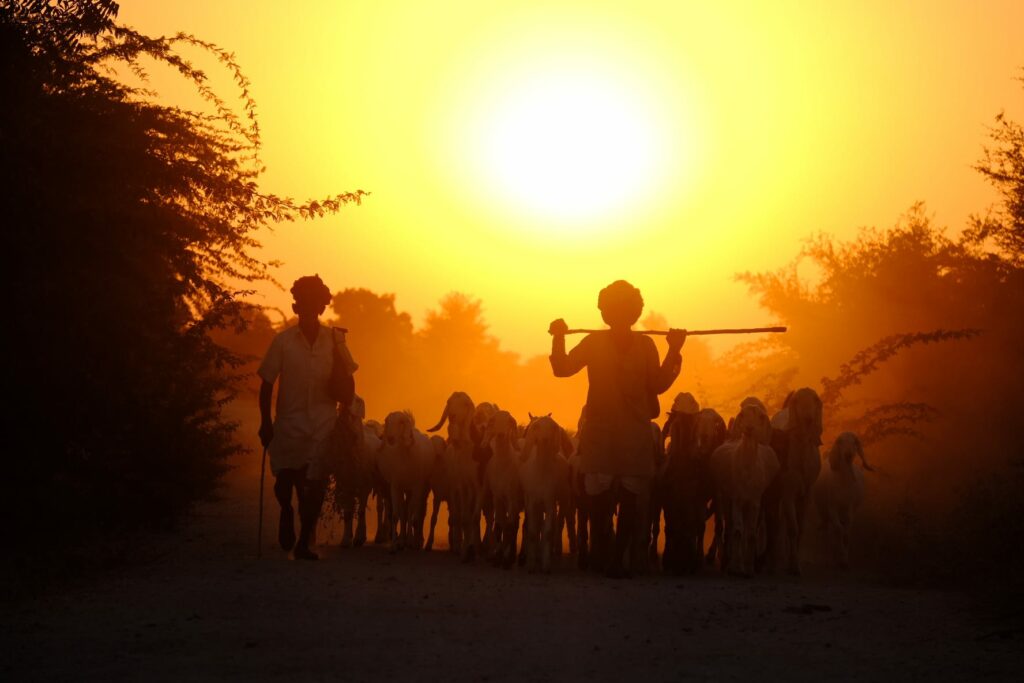 herders in Rajasthan