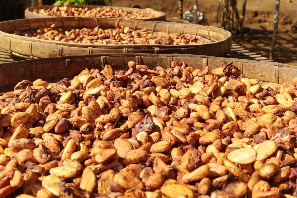 Cacao bonen drogen in de zon