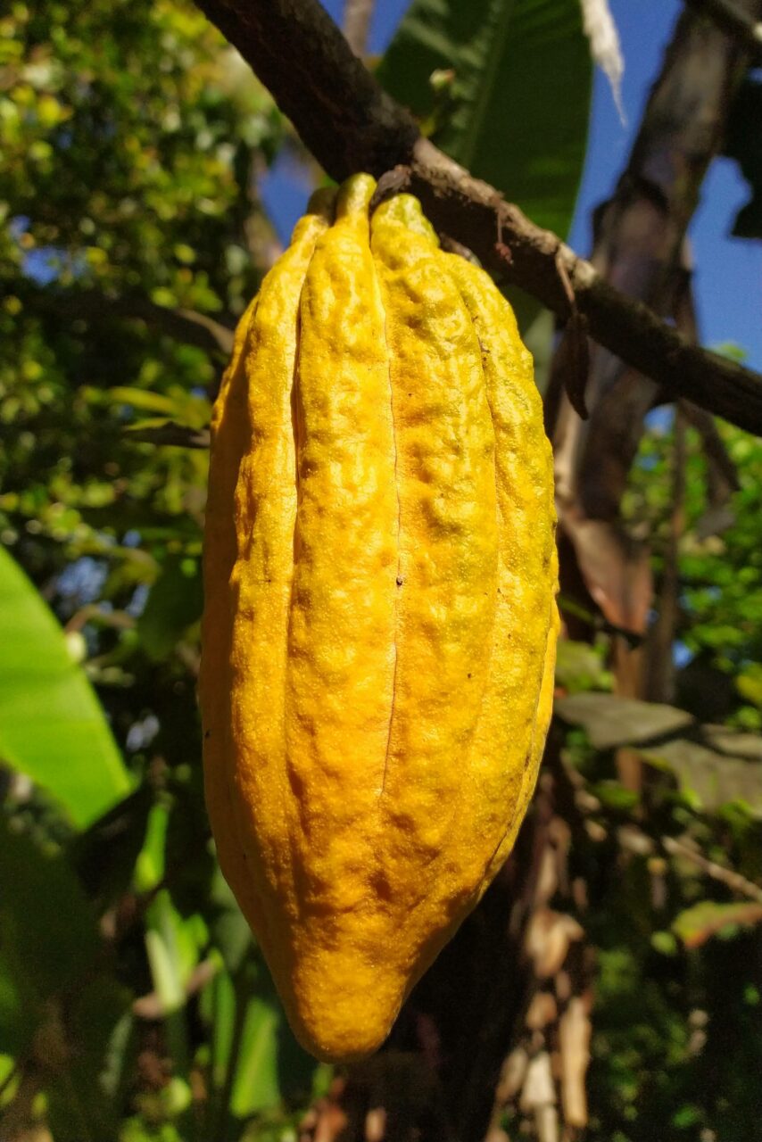 Cacao vrucht in Flores, Indonesie