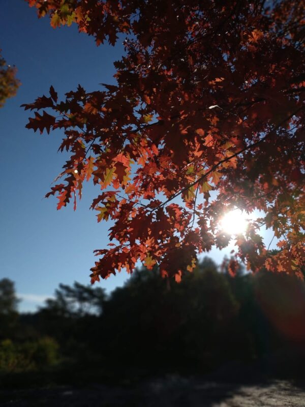 zonlicht door de bladeren