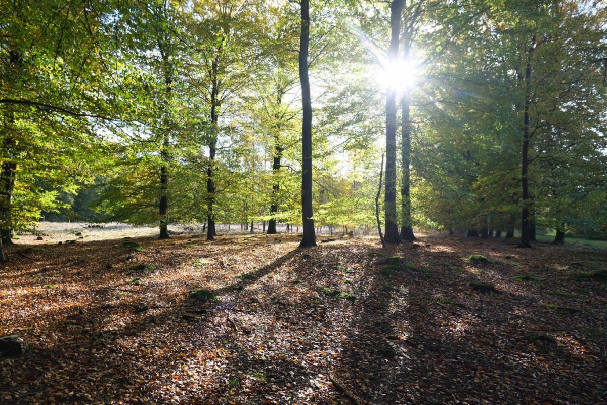 Wandelroute Wolvenspoor Drenthe