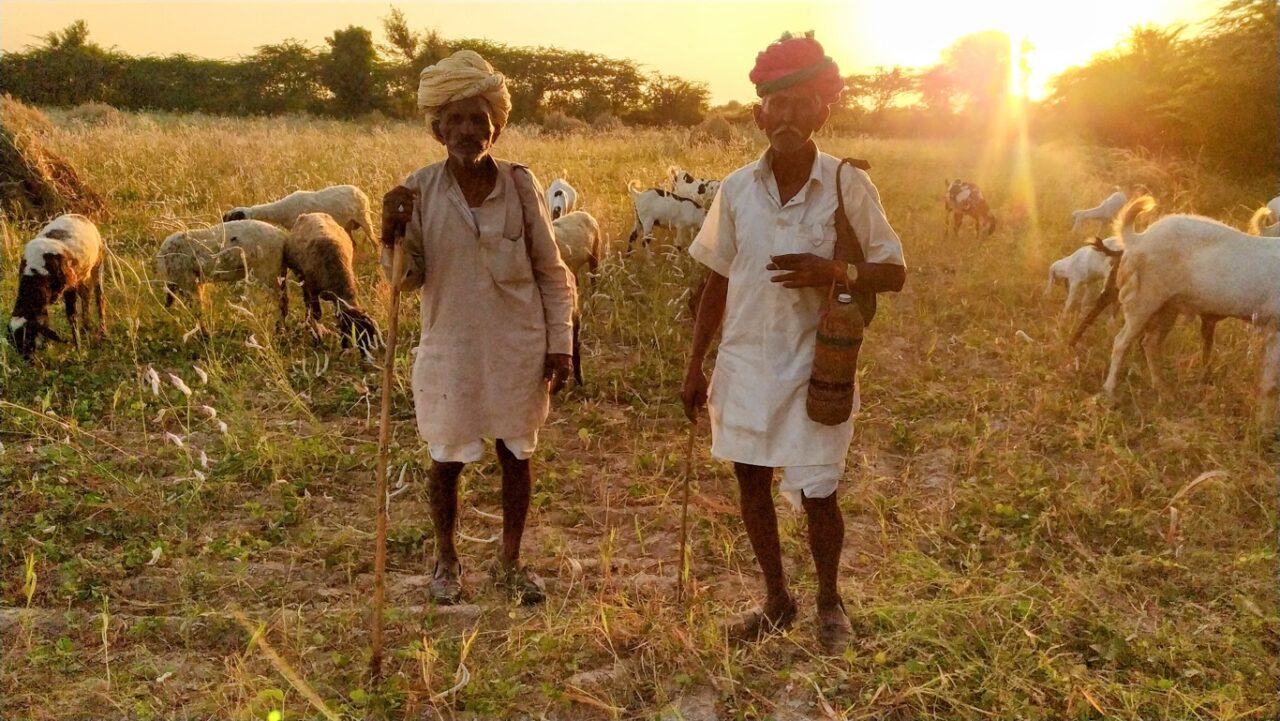 Herders in Rajasthan