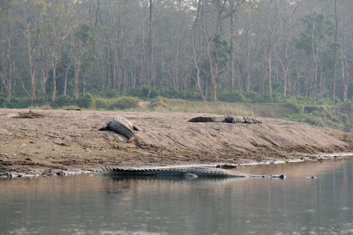 Gaviaal krokodillen in Chitwan