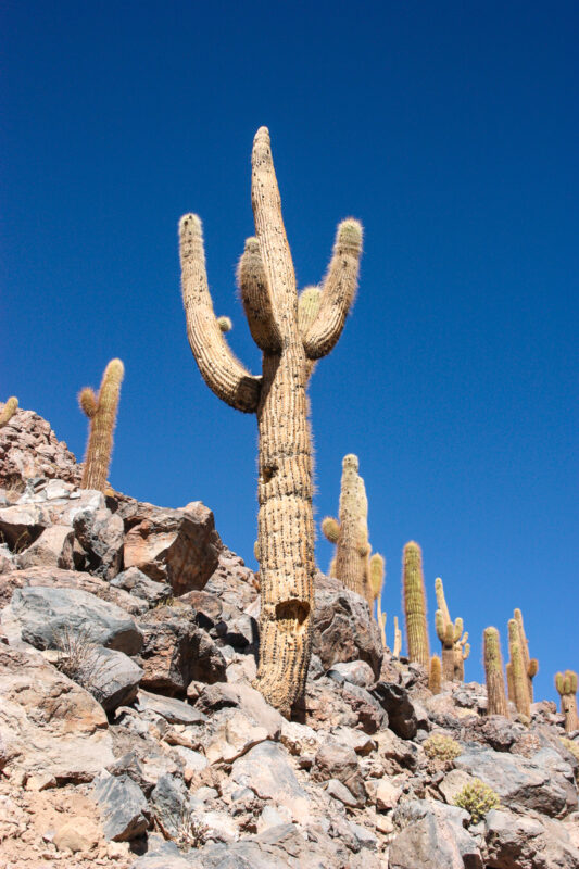 Metershoge cactus bolivia