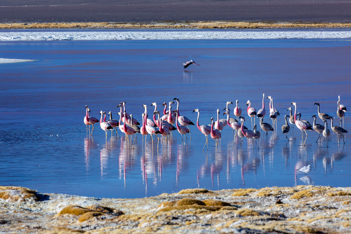 Flamingo's bij Laguna Colorada