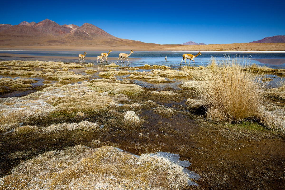 vicuña’s bij meer