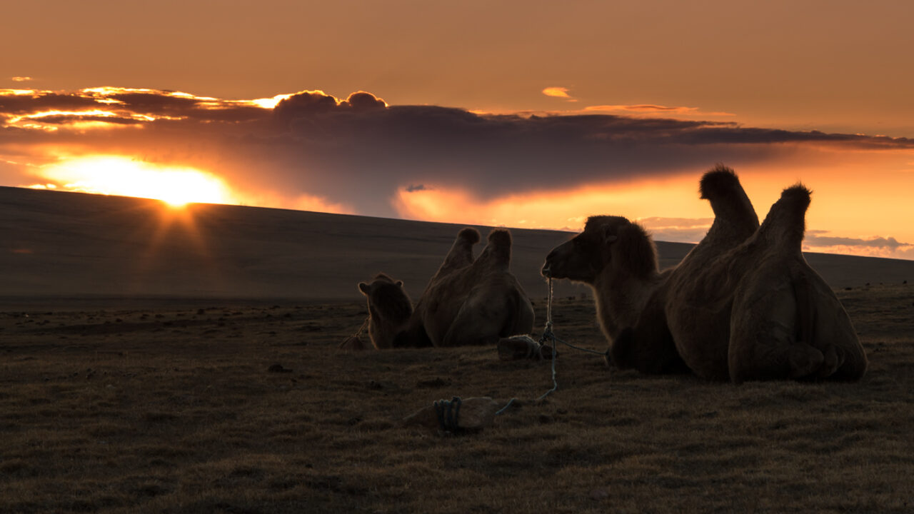 kamelen mongolie