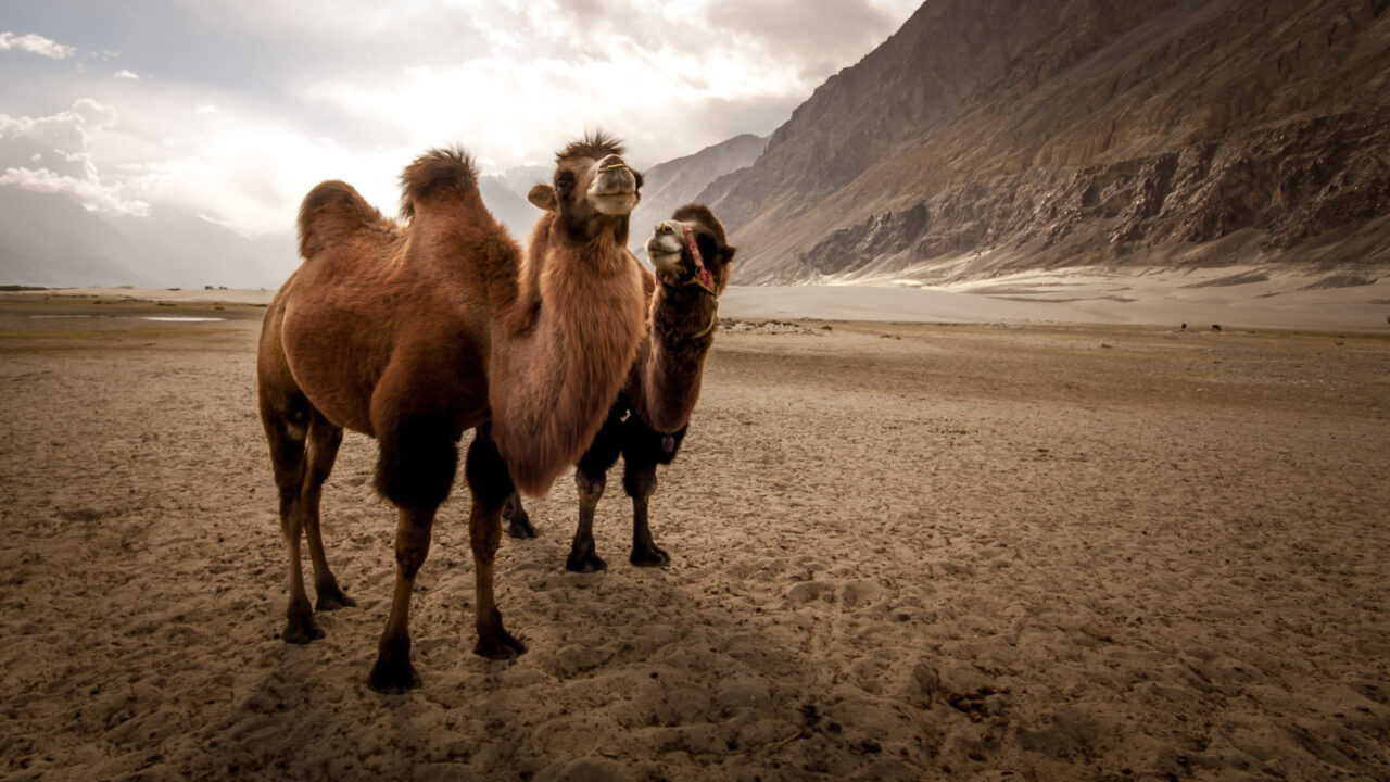 Kamelen in Hundar, Nubra vallei