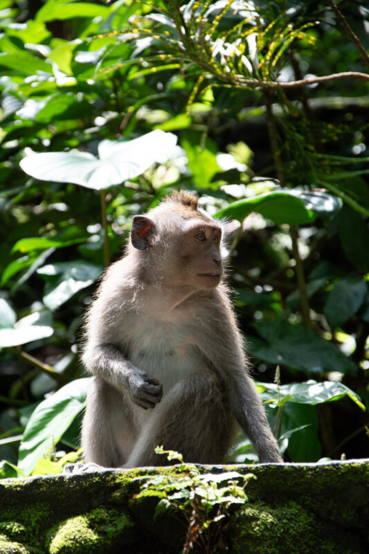 Langstaart makaak