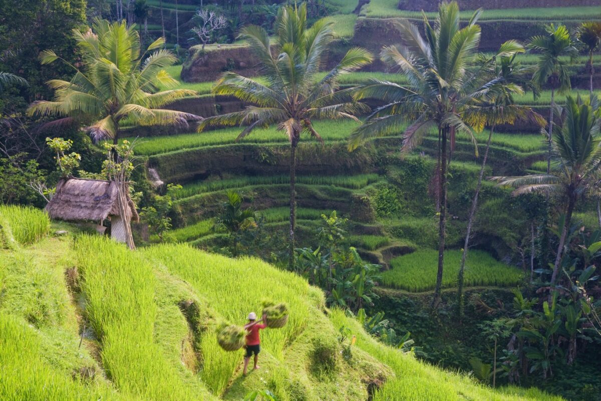 Prachtige rijstterrassen op Bali
