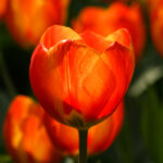 Tulpen