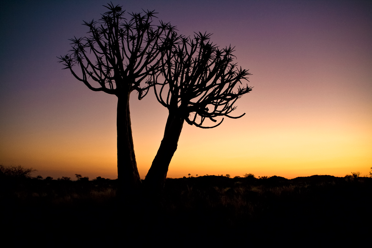 Kokerbomen bij zonsondergang