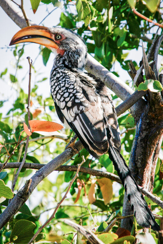 Hornbill