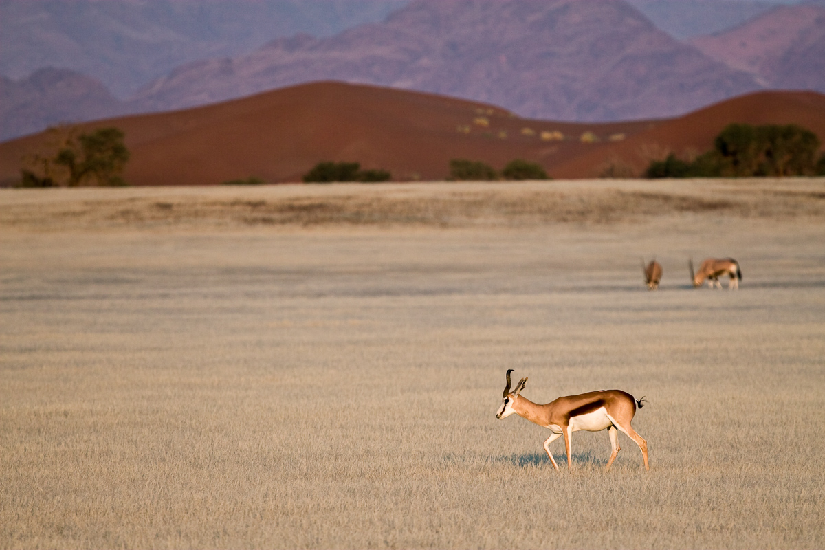 Springbokken