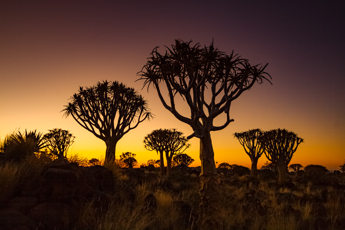 Kokerbomen bij zonsondergang