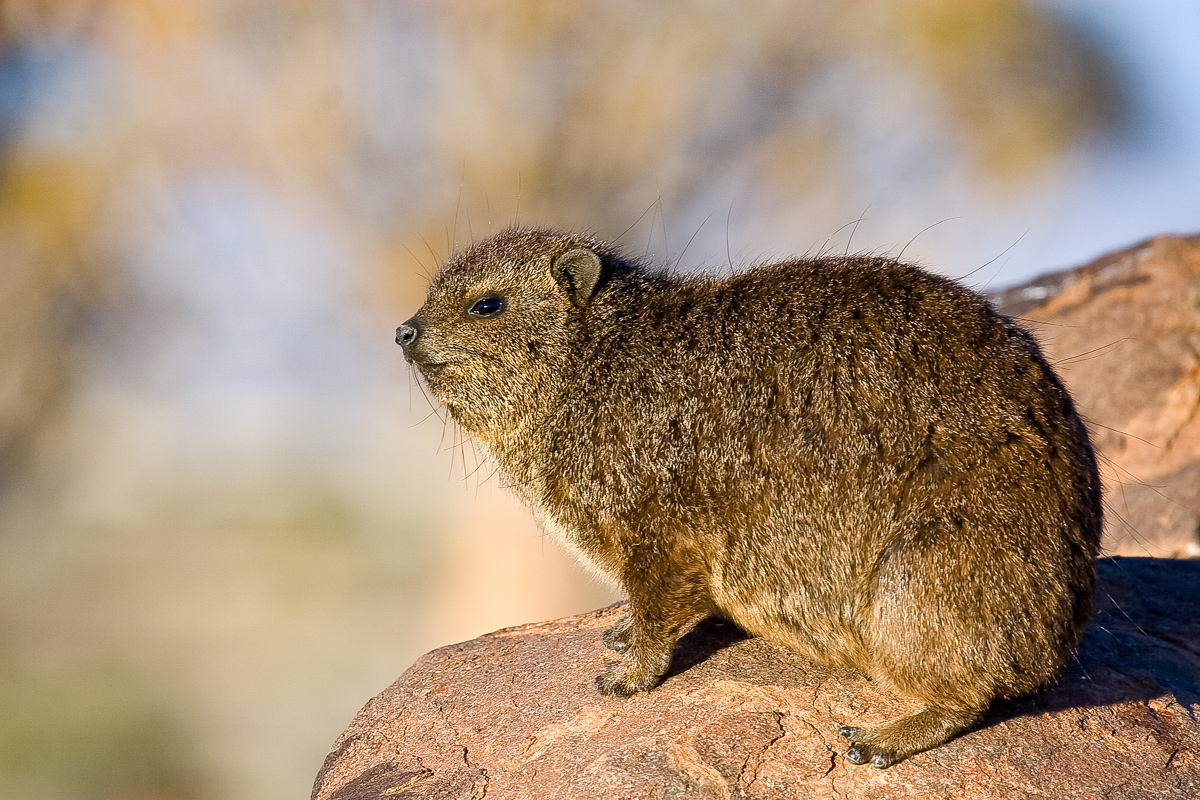 Rockdassie