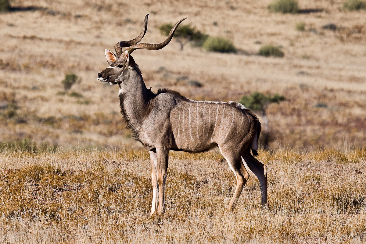 Kudu