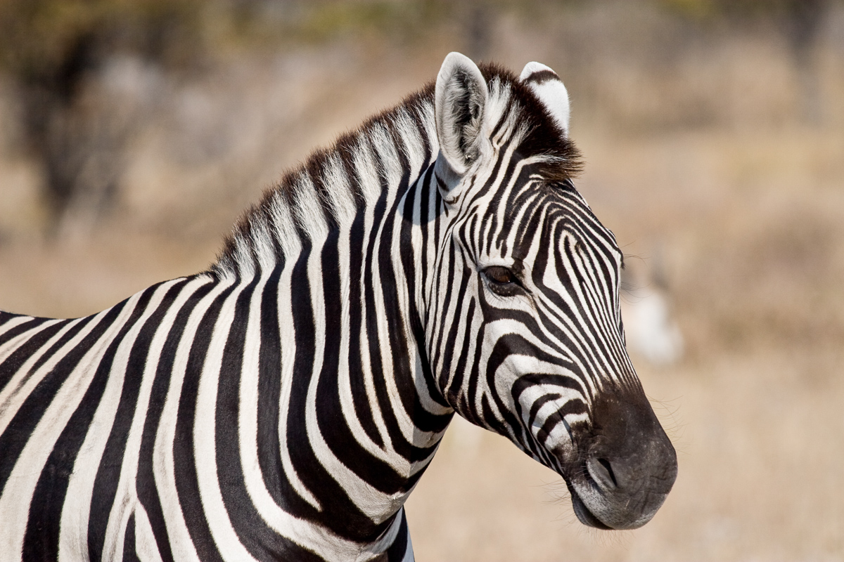 Zebra