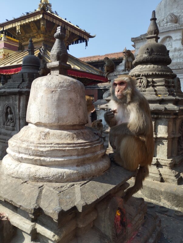 Makaken bij Swayambhunath