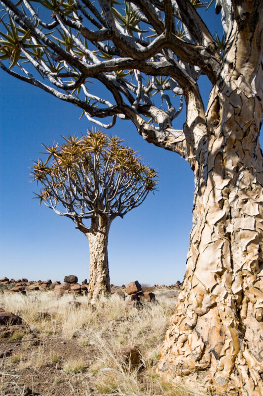 Kokerbomen