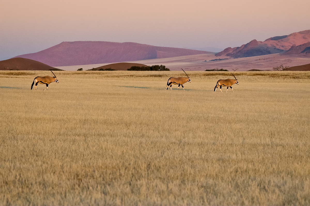 Oryxen, Namib-Naukluft National Park