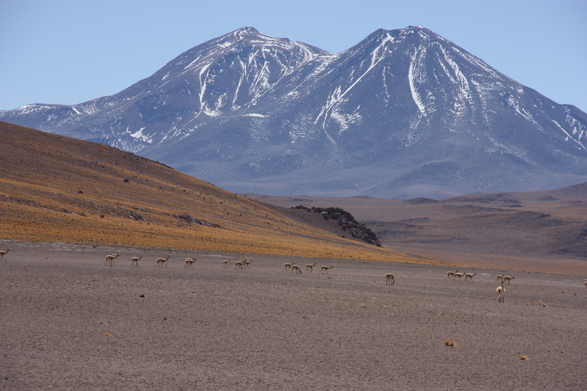 Vicuna’s in de Atacama