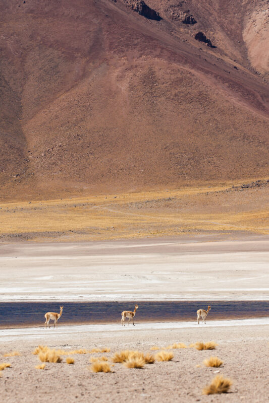 Vicuna’s bij Laguna Miscanti