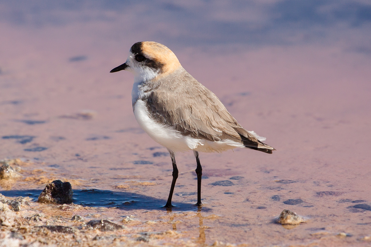 Salar de Atacama