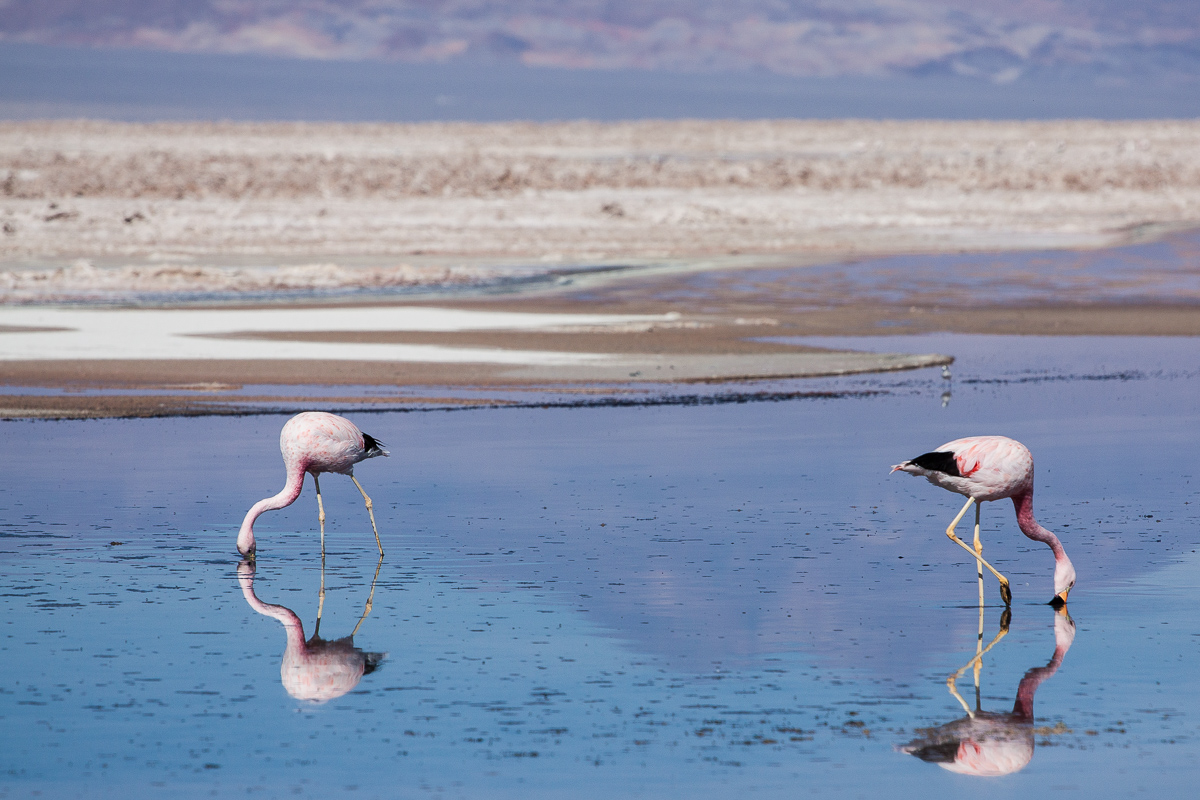 Salar de Atacama