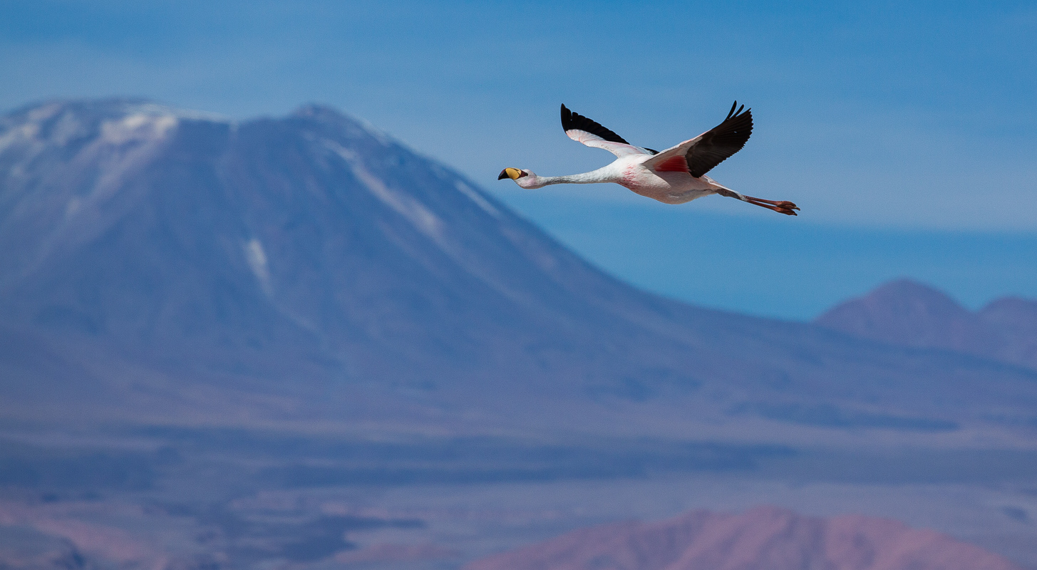 Een flamingo in de vlucht, Salar de Atacama