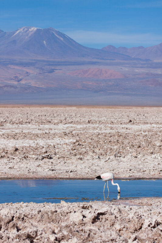 Salar de Atacama