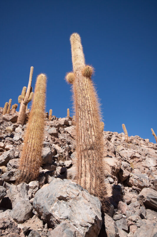 Metershoge cactussen in de Atacama woestijn