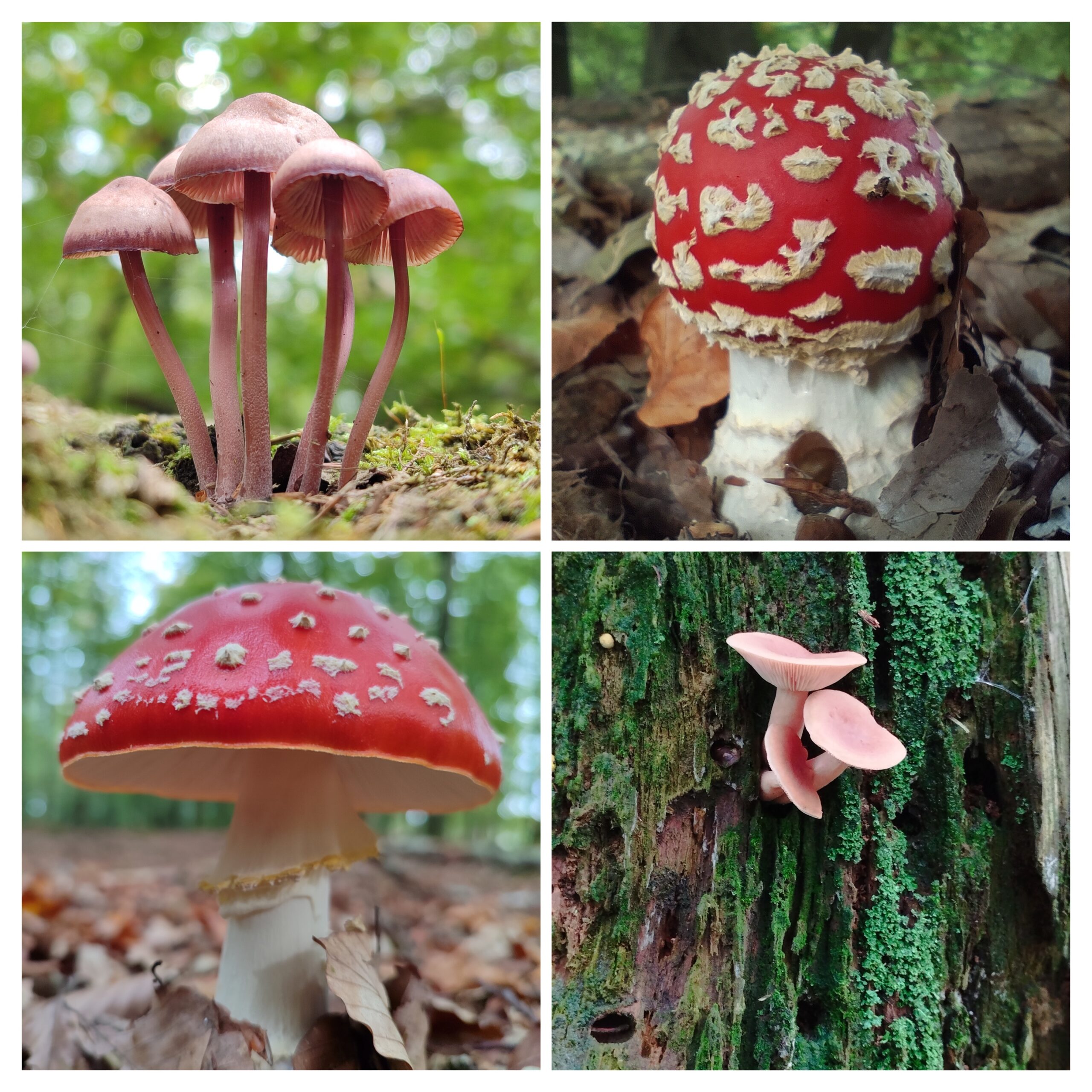 Paddenstoelen in het herfstbos 