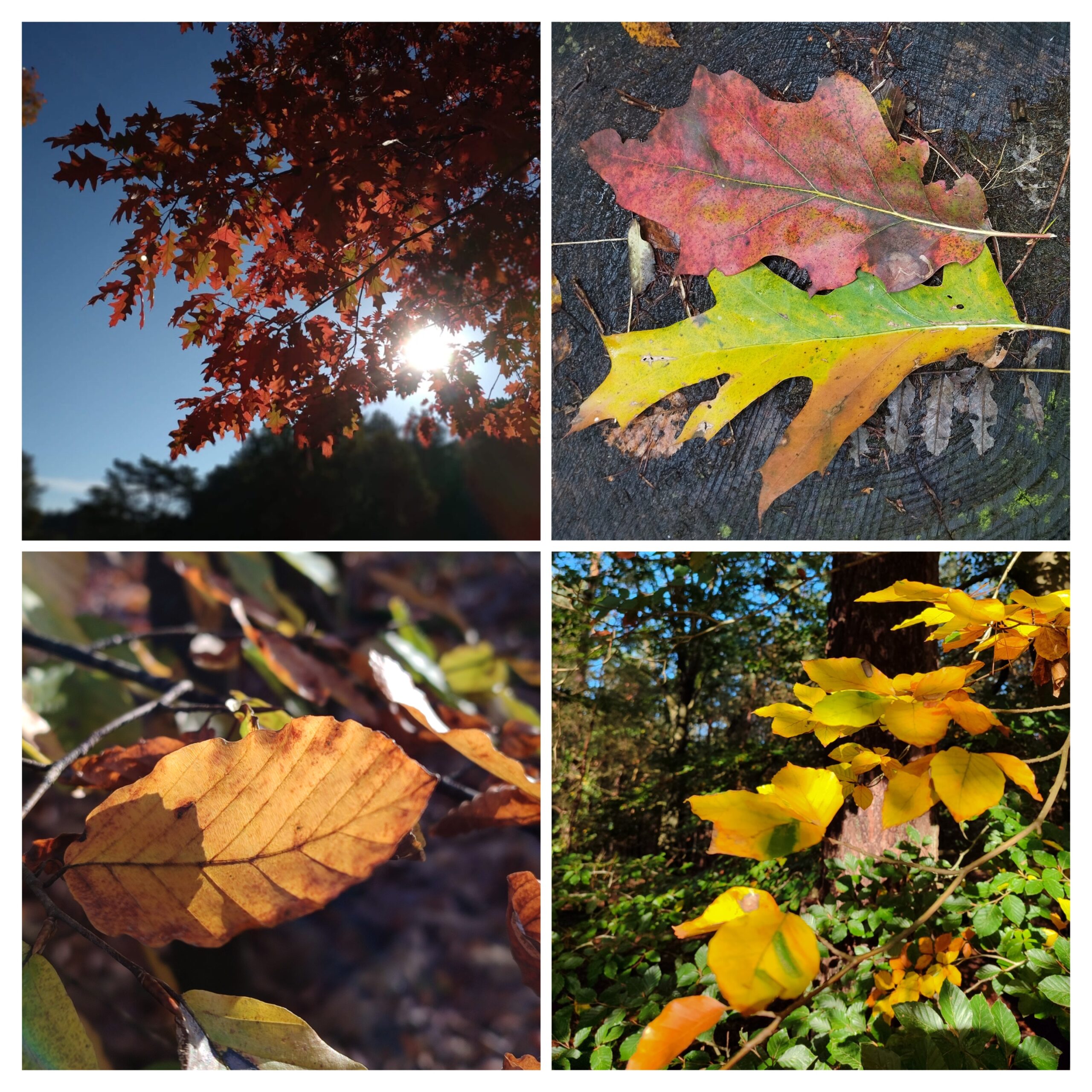 Kleurrijke bladeren in het herfstbos