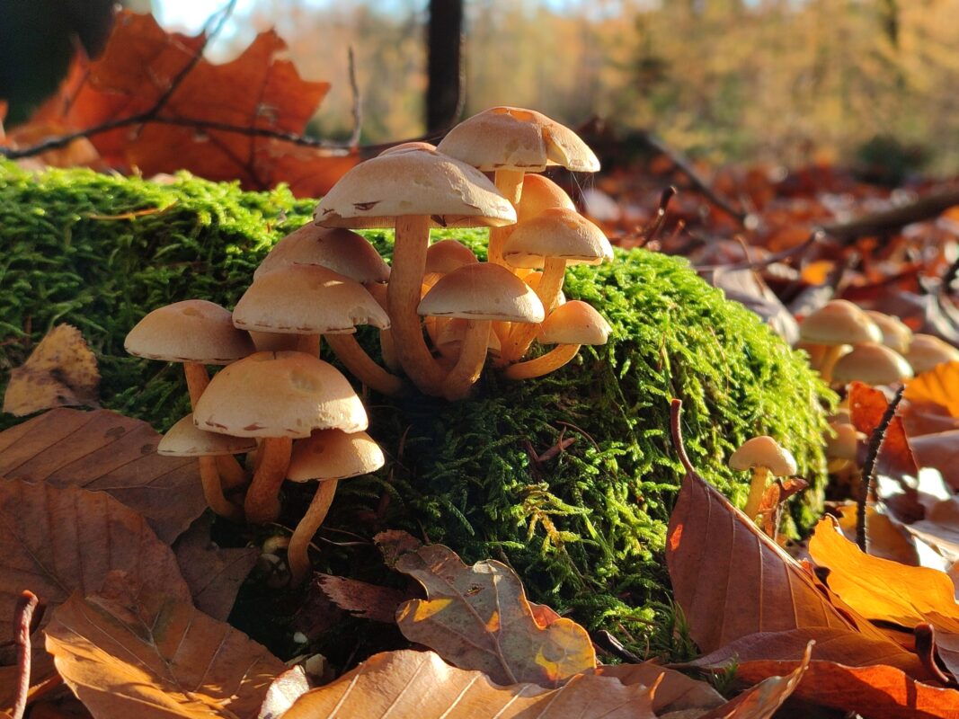 Paddenstoelen in het herfstbos