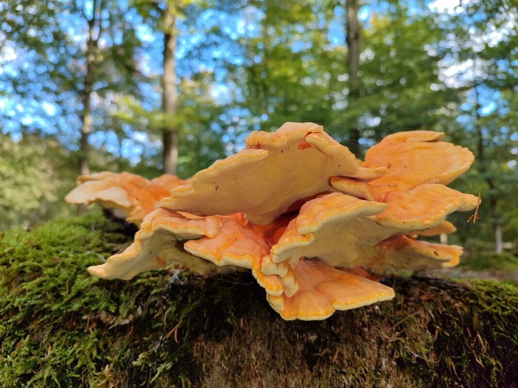 Paddenstoelen in herfstbos