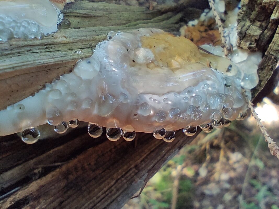 Paddenstoelen in herfstbos