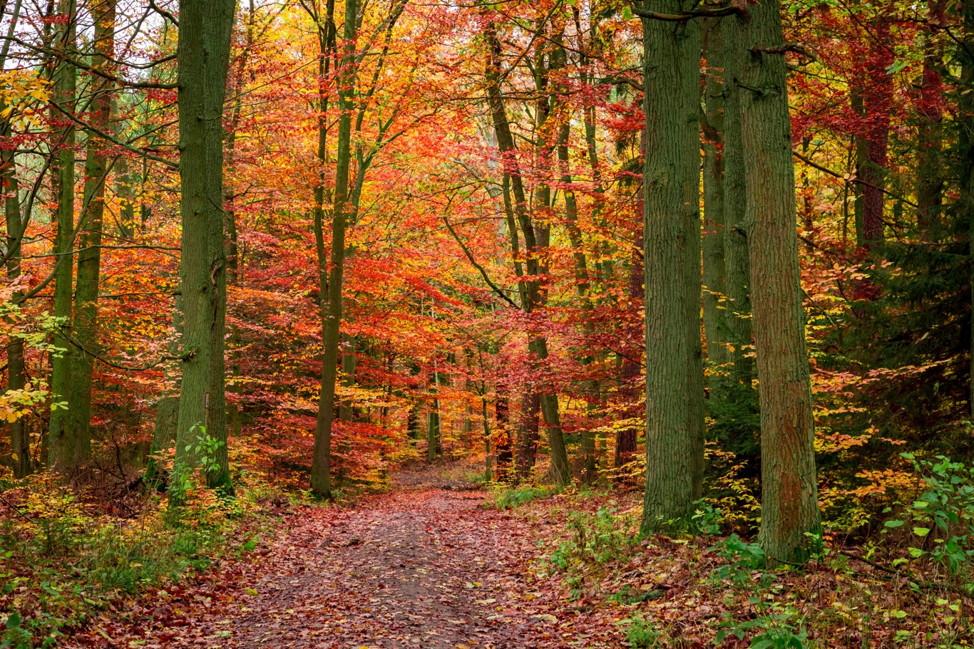 Kleurrijk bos in de herfst