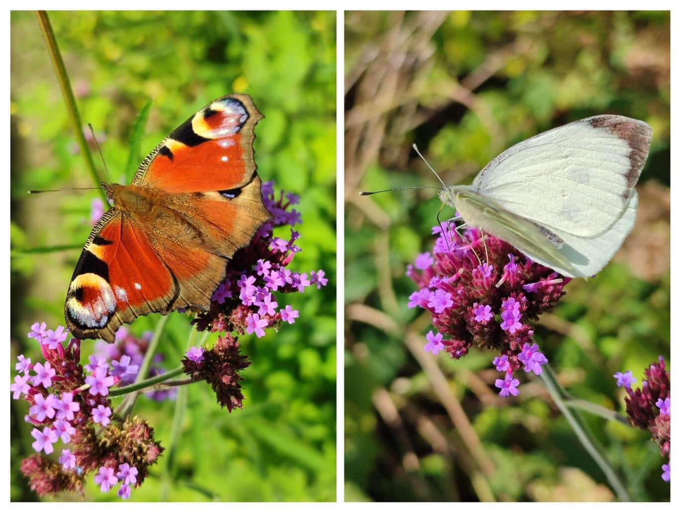 Prachtige vlinders in mijn eigen tuin