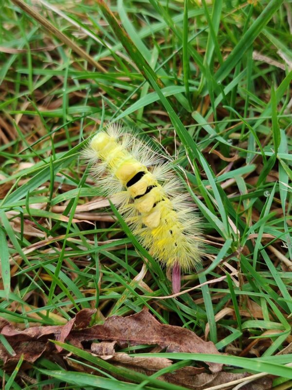 Rups in herfstbos