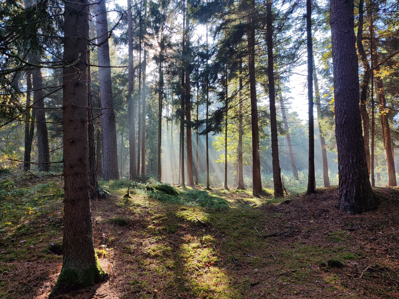 Magisch licht in mijn herfstbos