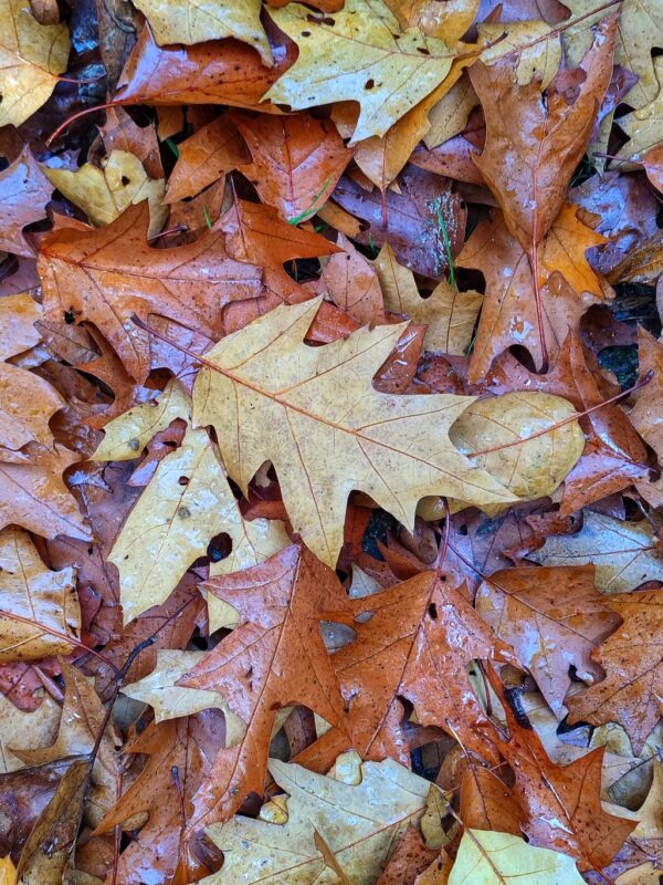 Herfstbladeren in herfstbos