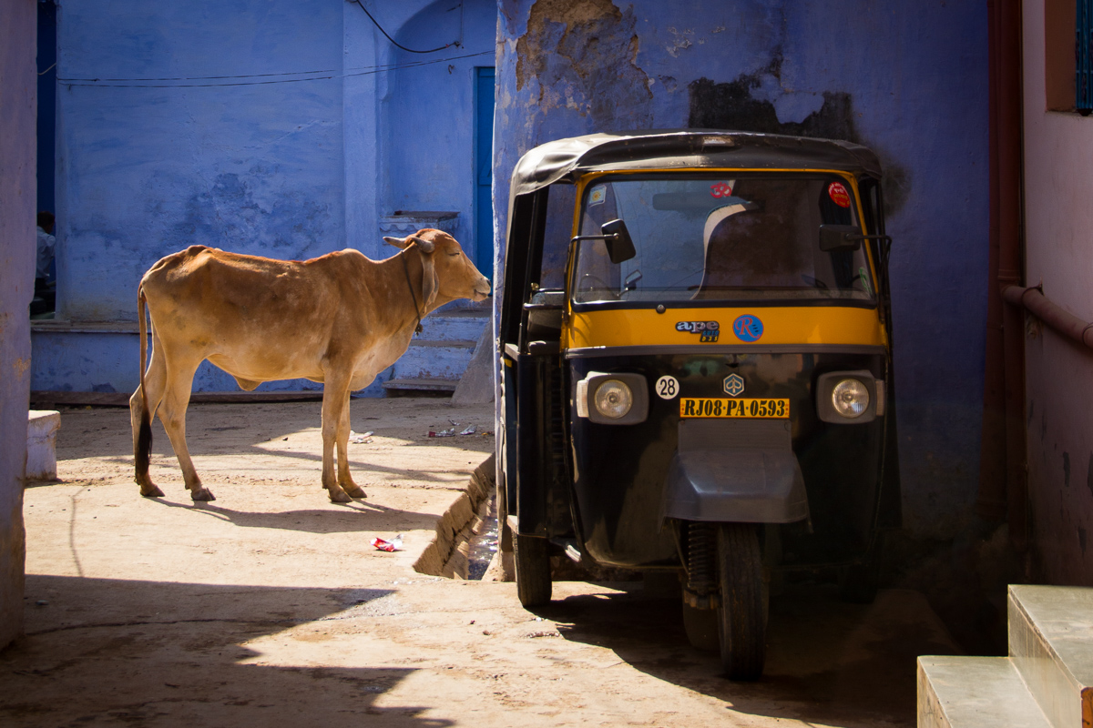 Koe en tuktuk