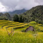Rijstvelden Noord-Vietnam