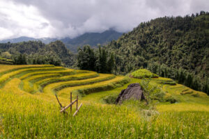 Rijstvelden Noord-Vietnam
