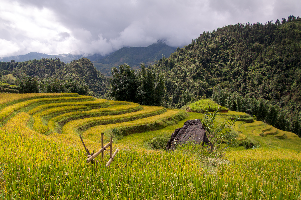 Rijstvelden Noord-Vietnam