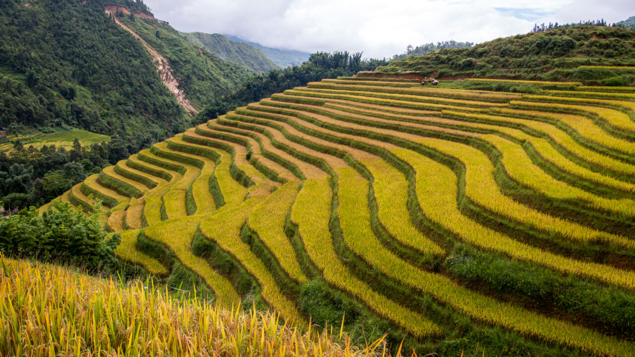 Rijstvelden Noord-Vietnam
