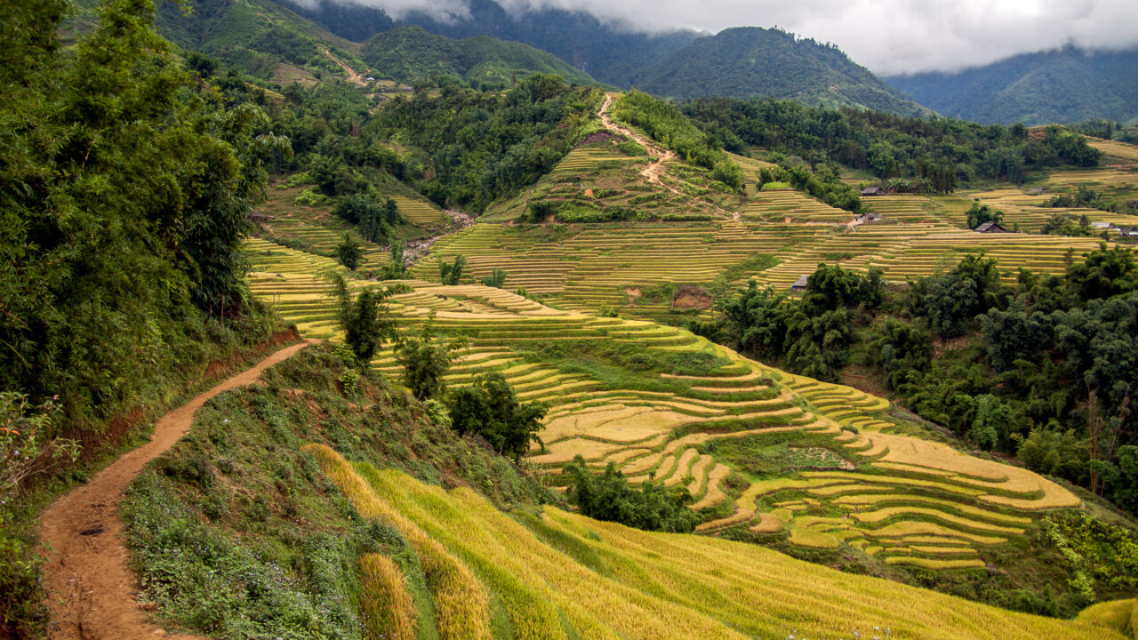 Rijstvelden Noord-Vietnam