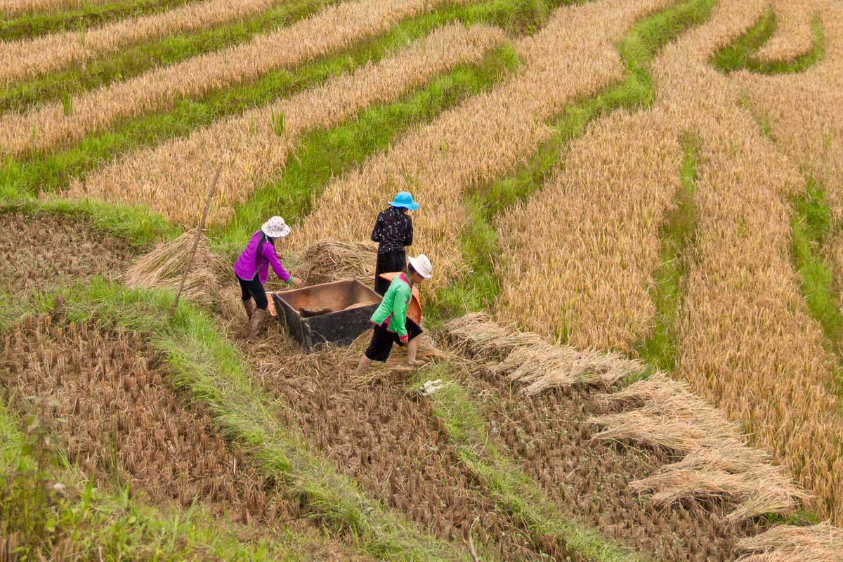 Rijstvelden Noord-Vietnam